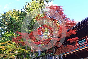 Autumn maple trees near Rinnoji temple of Nikko, Japan
