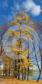 Autumn maple trrees