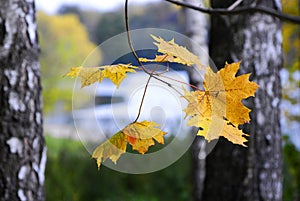 Autumn. Maple yellow fall leave