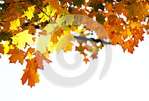 Autumn Maple Yellow Leaves
