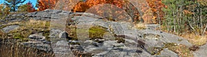 Autumn maples in rocky Canadian Shield