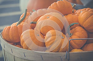 Autumn market with pumpkins