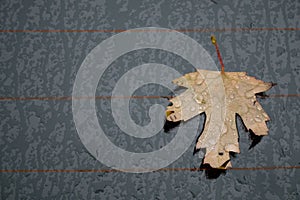 Autumn marple leaf on rainy gray surface