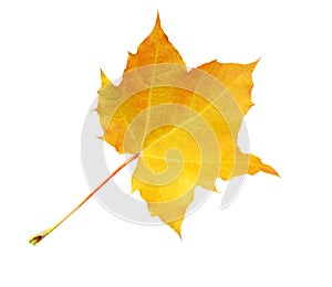 Autumn marple leaf