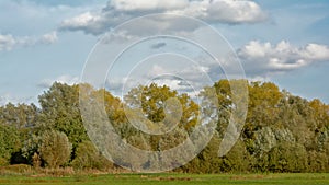 Autumn marshland landscape with trees in Bourgoyen, Ghent