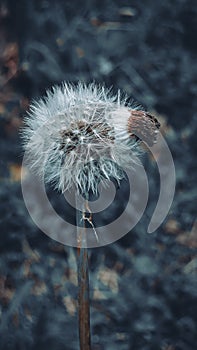 The old dandelion drops its last flower petals