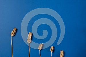 Autumn material of five different length wheats on blue background with minimal style from top view