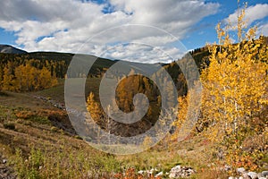 Autumn Meadow