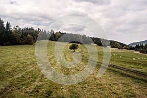 Autumn meadow with feeding sheep, isolated tree, trail, forest on the background and blue sky with clouds