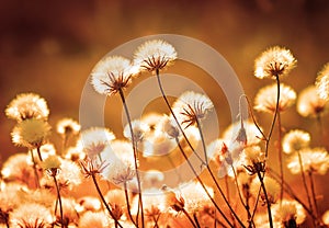 Autumn meadow plants during sunset. Shallow depth of field. Tone