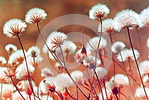 Autumn meadow plants during sunset (soft focus)