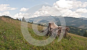 Autumn meadow with stump and Tatry mountains panorama