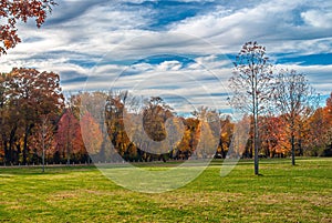 Autumn Meadow Trees