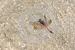 Autumn Meadowhawk - Sympetrum vicinum