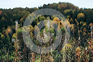 Autumn meadows with dry vegetation on background of yellow forest