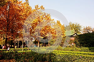 Autumn memory Zhengzhou