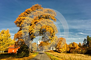 Autumn in the middle of Sweden