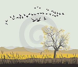 Autumn migration of wild geese