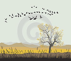 Autumn migration of wild geese photo