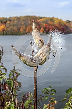 Autumn Milkweed Overlooking Tree-LIned Lake