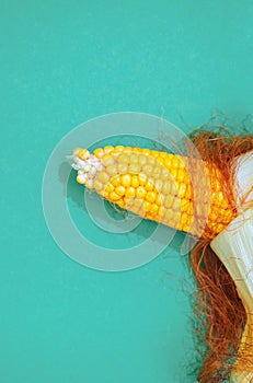 Autumn minimalist scene. Ear of corn on green paper background. Seasonal concept.  Stylish flat lay wallpaper