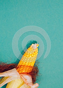 Autumn minimalist scene. Ear of corn on green paper background. Seasonal concept.  Stylish flat lay wallpaper