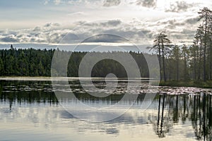 Autumn with mirrored pine forest and misty lake. Fog rises above the water at dawn. Finland