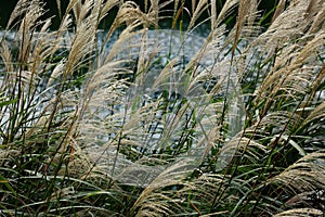 Autumn. Miscanthus against backdrop of river.