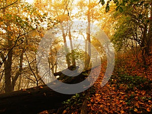 Autumn mist in leave forest. Bended beech and maples trees with less leaves under fog. Rainy day.