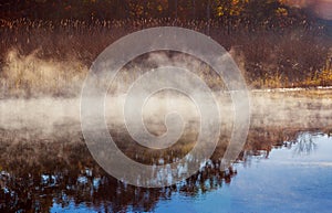 Autumn mist in a rainforest