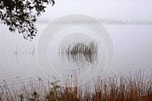 Autumn misty morning ,heavy fog,the trees beautiful view