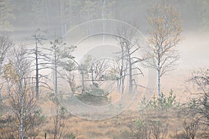 autumn misty morning on marsh