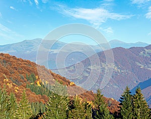 Autumn misty mountain landscape with colorful trees on slope and fir trees with cones in front (Carpathian, Ukraine