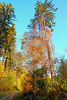 Autumn mixed forest on a blue sky background, vertical
