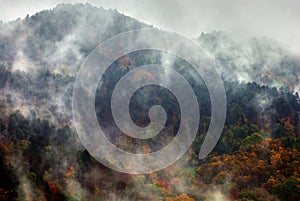 Autumn mixed forest in the fog. Mountain landscape.