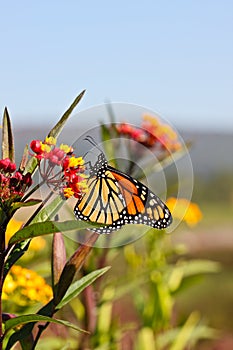 Autumn Monarch Butterfly Vivid Yellow Orange