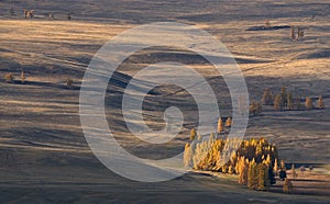Autumn Mongolian landscape: high-altitude steppe with small groves of larch, illuminated by the sun. Roads in the steppe. Western photo