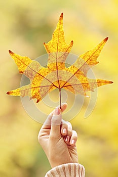 Autumn mood. Autumn time. Woman hold maple leaf