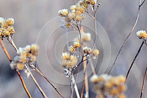 autumn mood. field on the coast of the lake. meadow flowers, rustling reeds.