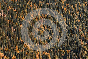 Autumn mood forest texture filled orange and green trees