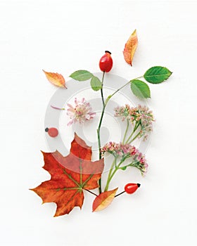 Autumn mood, vibes, gamma of yellow and red fallen leaves, flowers, wild rose branch, berries on white canvas background