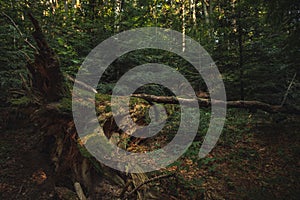 Autumn moody dark forest dramatic nature environment scenic view of falling tree and roots october rainy day