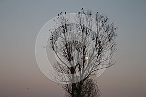 Autumn Moon Crow Tree