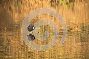 Autumn moorhen