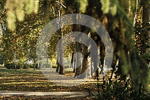 Autumn morning in city park