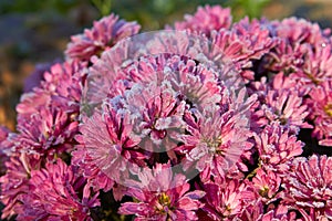 Flowers with hoarfrost,autumn morning in the flower garden, chrysanthemum covered with frost in the sun