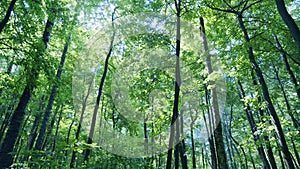 Autumn morning in forest. Panoramic landscape with sun rays light shining through trees. Wide shot.