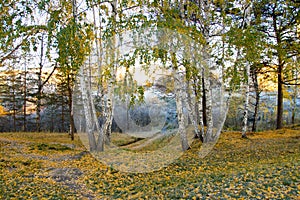 Autumn morning frost in bearch forest