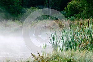 autumn morning by the lake, fog over the surface of the water, a moment before sunrise