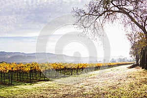 Autumn morning in Napa Valley